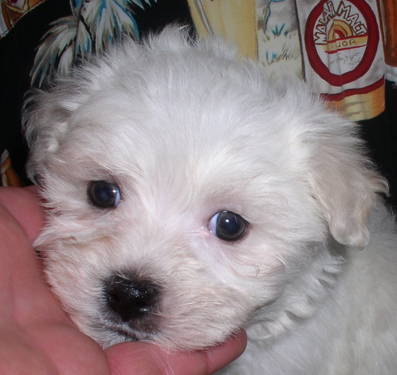 adoráveis ​​filhotes de cachorro maltês