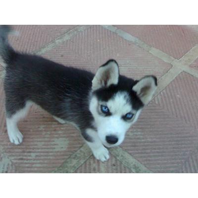 Husky siberiano filhote de cachorro