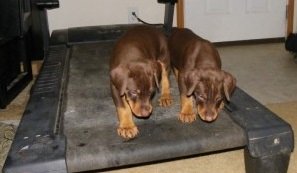 Filhotes de Dobermann Pinscher.