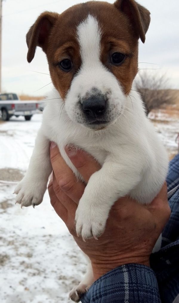 Oferace jack russel prontos para adoção