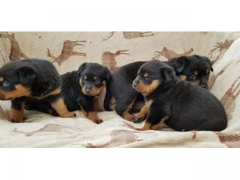 Filhotes Rottweiler de alta qualidade