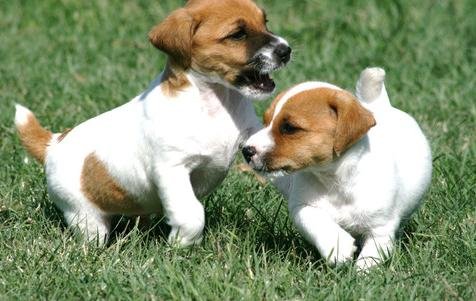 Filhotes de Jack Russell