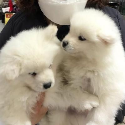 Filhotes de Samoieda