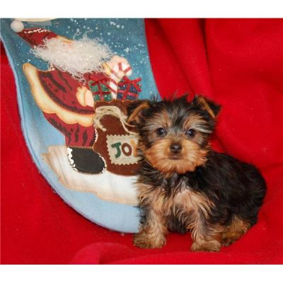 yorkshire terrier filhotes encantadores disponíveis para o Natal