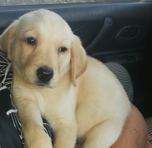 Filhotes adoráveis de Labrador