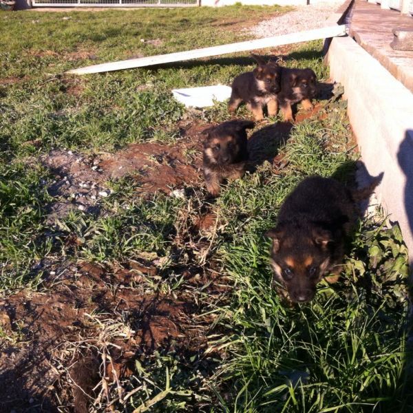 Pastores alemaes de qualidade  com pediggre 