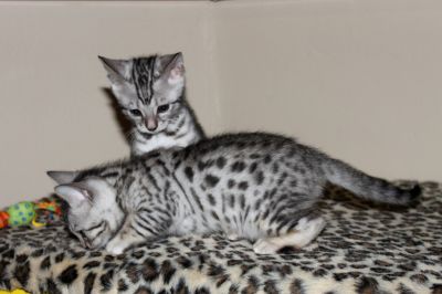 adoráveis ​​gatinhos Bengal para adoção