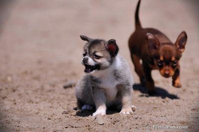 belos casacos Pomeranian cachorros