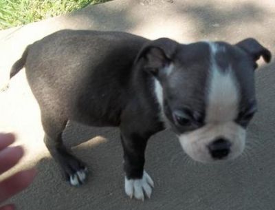 masculino Boston terrier filhote