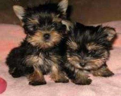 Yorkshire terrier um macho e uma femea