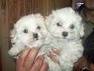 Cute e adorável masculina e feminina maltês cachorros para adoção livre