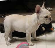 Excelente pedigree francês bulldog cachorros disponíveis.