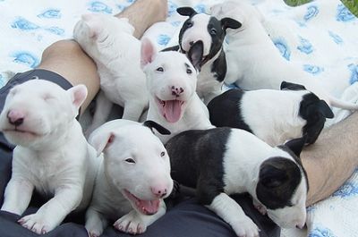 Bull Terrier Desparasitados 
