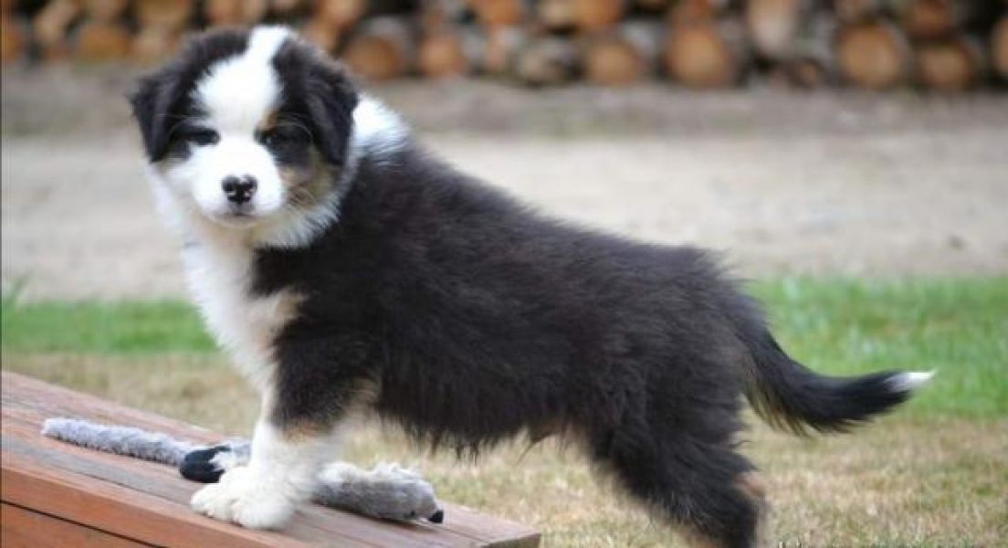 Lindos filhotes de pastor australiano LOF para adoção