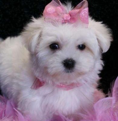 Cachorro Maltês magnífica Ceia para adopção. 