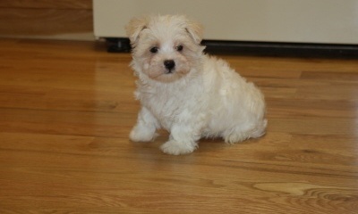 casa levantar maltês cachorros para adopção livre para pedir mais detalhes agora!