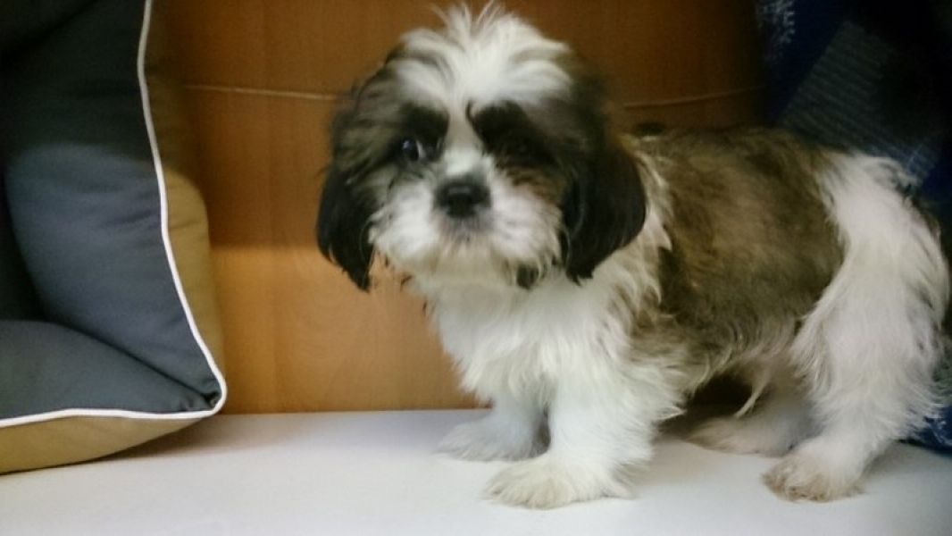 Filhotes Shih Tzu para venda
