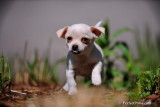 Um belo macho chihuahua cachorrinho para adoptio