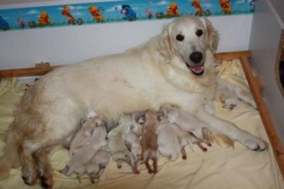 Golden Retriever- Cachorros filhos de Campeão do Mundo- Exc LOP
