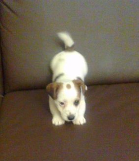 Jack Russell Terrier