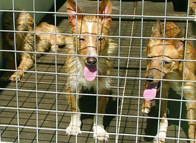 Podengos para colehos