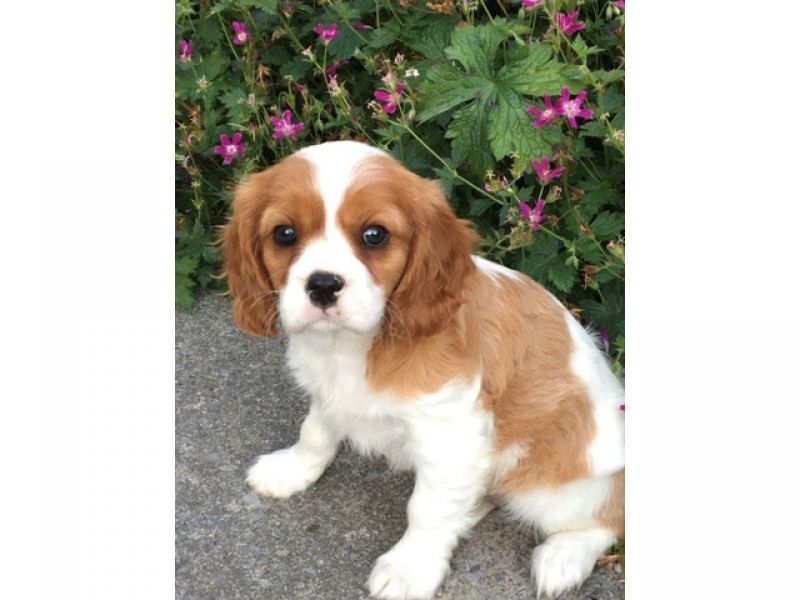 Filhotes de Cavalier King Charles Spaniel