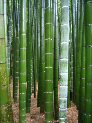 Sementes de Bambu Gigante - Plantas Jardim Decoração Flores