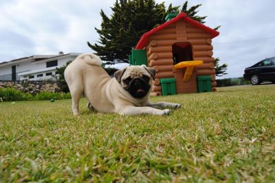 PUG procura namorada