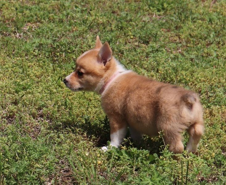 Filhotes adoráveis de corgi  para adoção.
