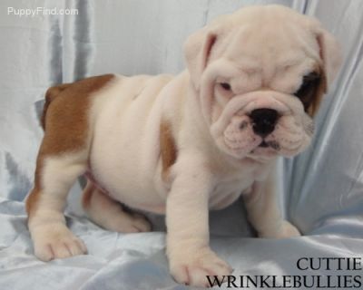 os filhotes são descendentes de uma linha 