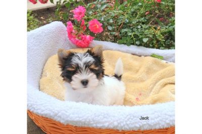 Filhotes de Yorkshire pronto para adopção