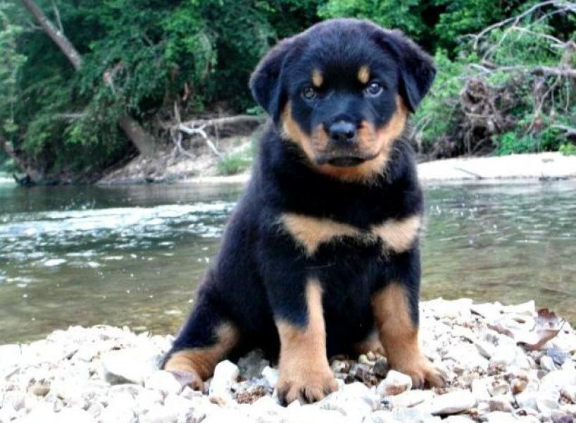 Há 12 semanas de idade filhotes de Rottweiler. Muito lindo, bonito e saudável filhotes.