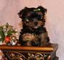 adorável yorkie cachorros para uma nova família