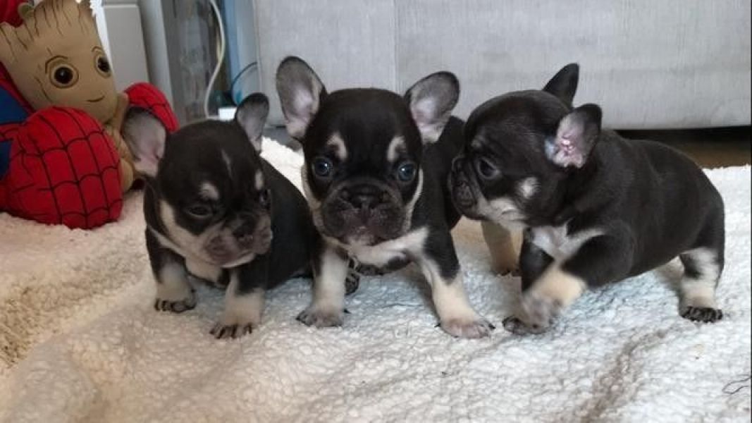 Francês deslumbrante à procura do seu lar para sempre