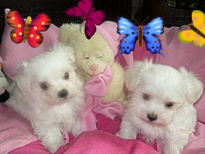 Dois filhotes de cachorro maltês para adoção