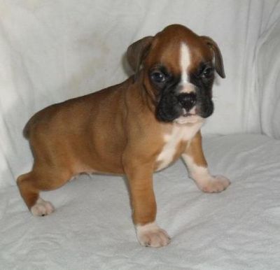 boxer filhotes para adoção.