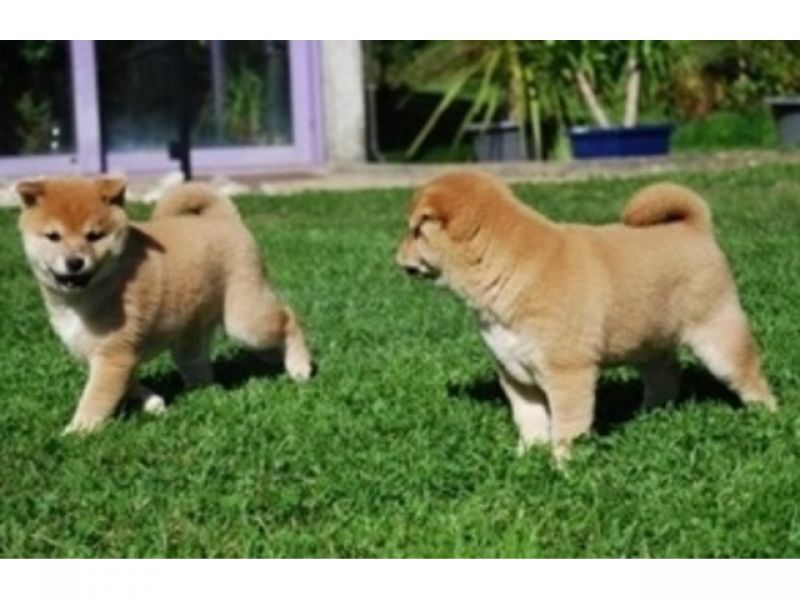 Adoráveis Filhotes Shiba Inu