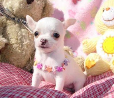 Chihuahua macho e fêmeas com LOP