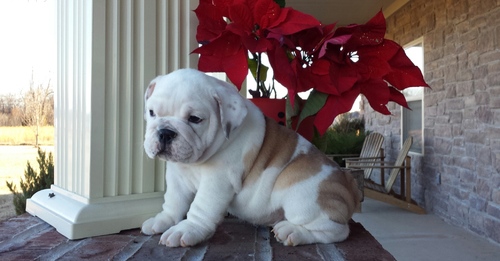 Bem treinado feminino e masculino Inglês bulldog