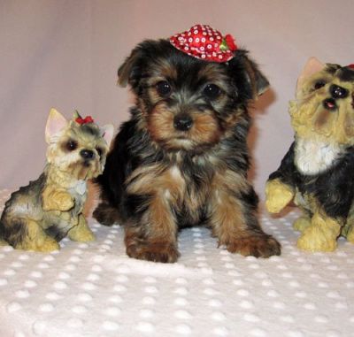 cute e adorável filhotes machos e fêmeas prontos para adoção,