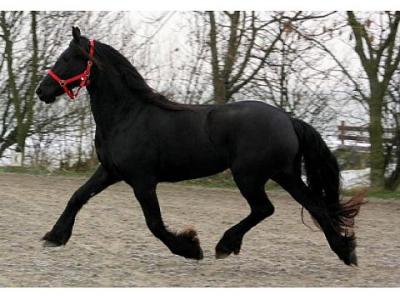  Cavalo Friesian macho para uma casa