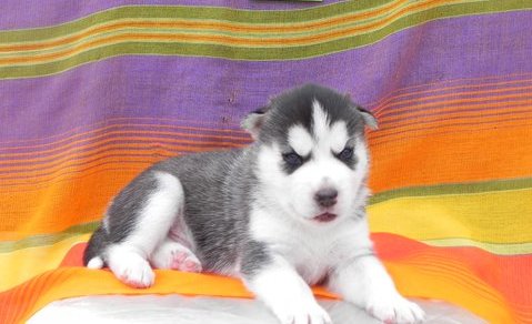 Qualidade filhotes Siberian Husky pronto.
