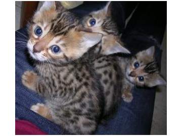 bem em casa levantou gatinhos bengal prontos para adoção