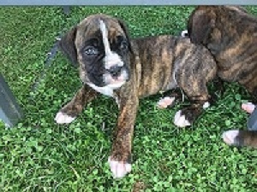  Boxer filhotes tigrado disponível.