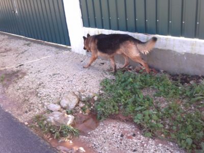 PASTOR ALEMAO DE QUALIDADE - 967888237