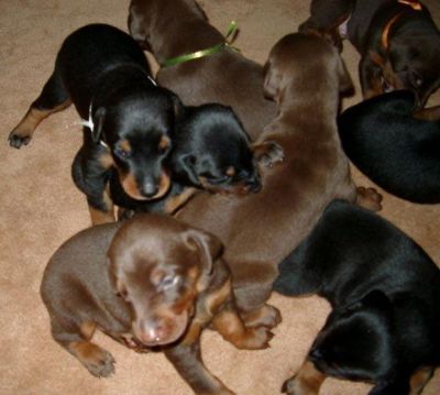 Dachshund filhotes