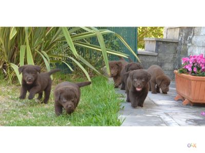 labradores entrega imediata -- exelentes 