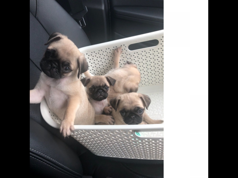 Pugs de pedigree impressionantes disponíveis agora