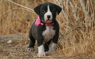 Bonitos machos e American pitbull terrier cachorros para adopção,