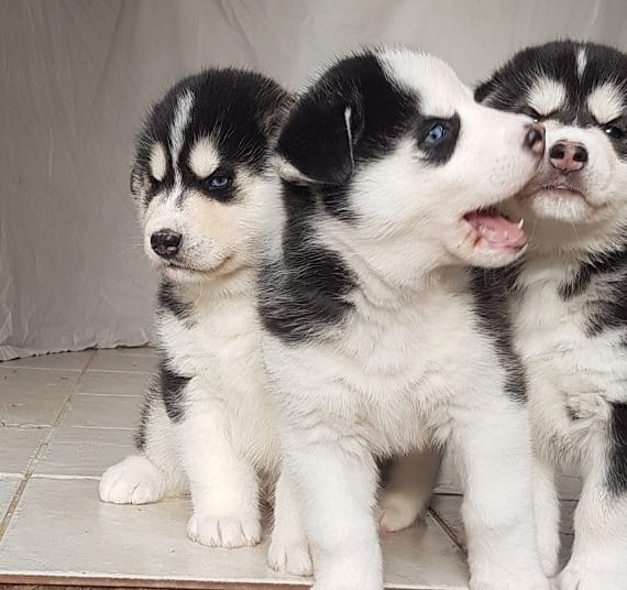 Regalo Fantásticos cachorros de husky siberiano para su adopcion libre,todos los